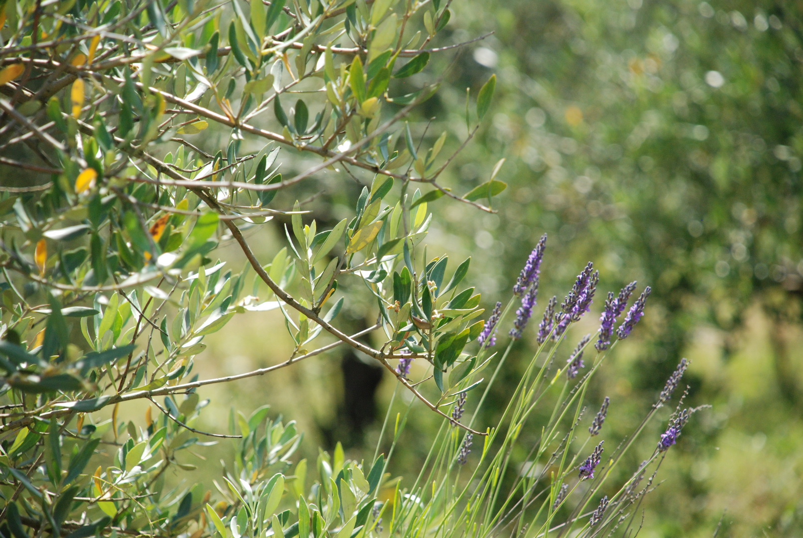 Huile d'olive fruité vert au Domaine Les Perpetus (2)