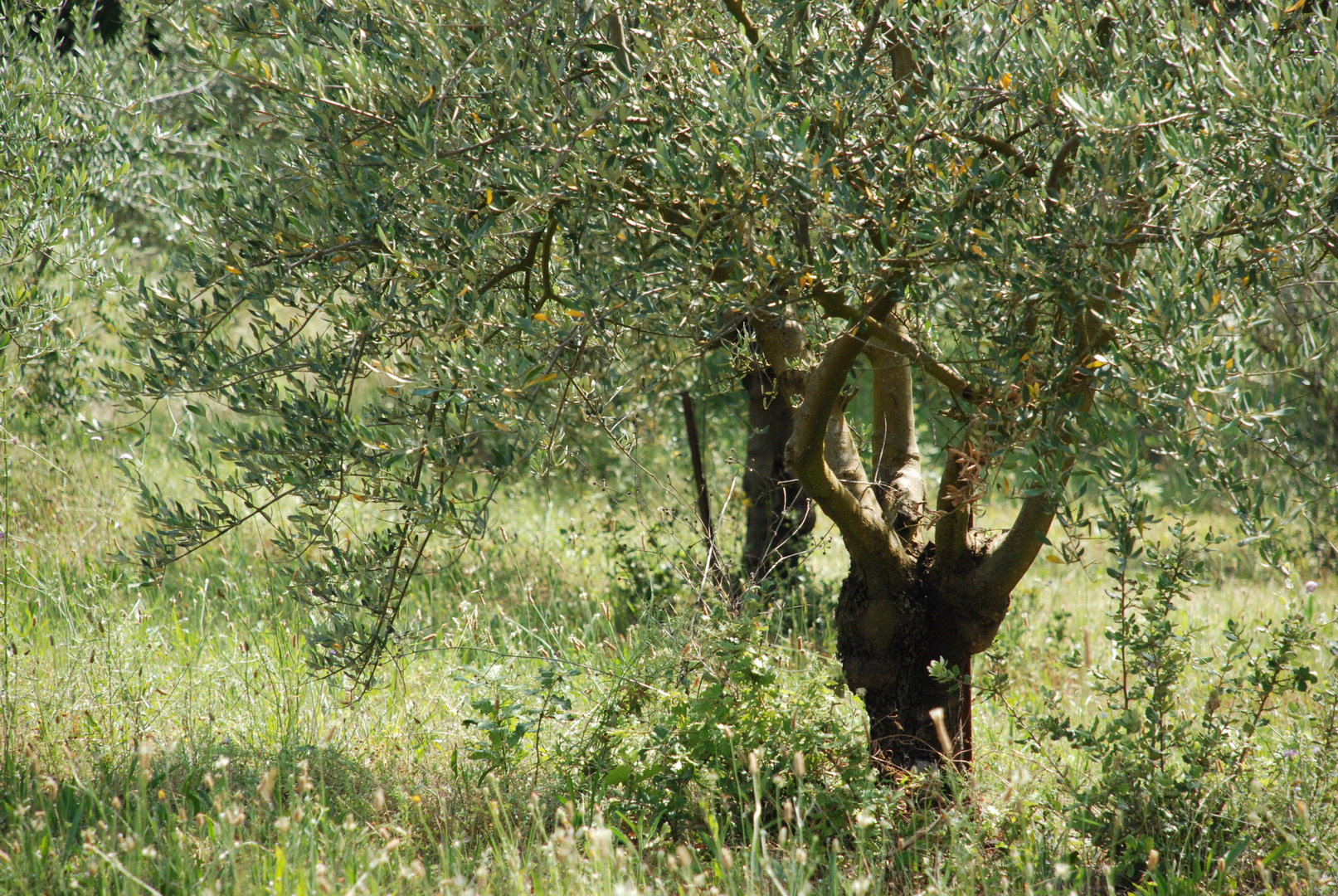 Huiles d'olive provençales au Domaine Les Perpetus