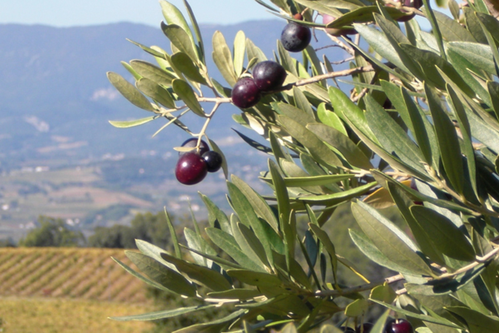 Huiles d’olives provençales