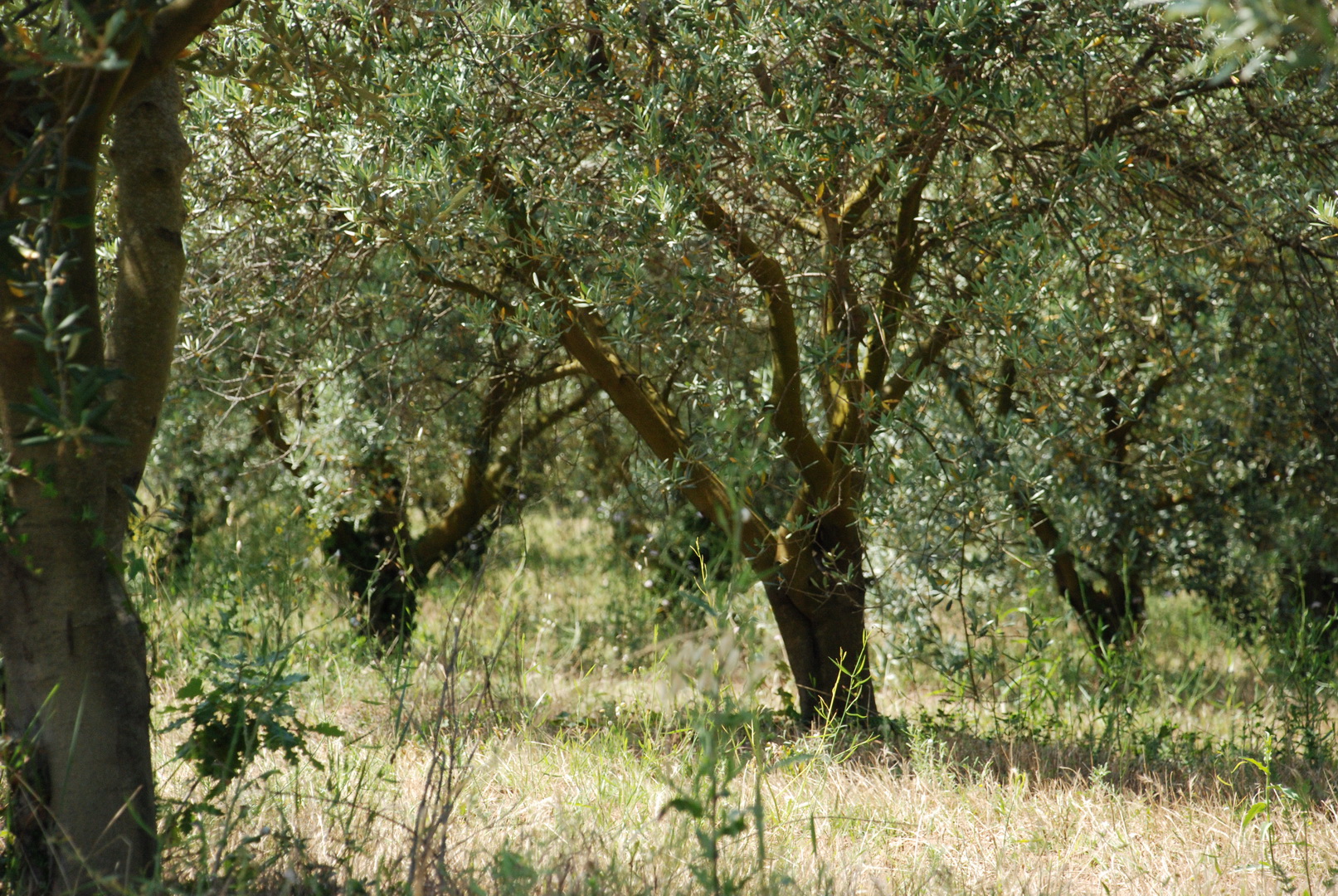 L’oliveraie, la culture et les variétés d’huile d’olive du domaine des Perpetus