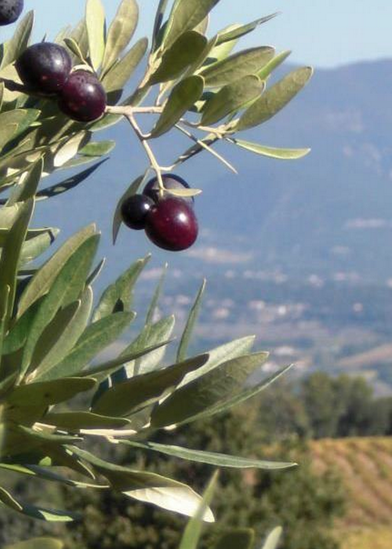 L’oliveraie, la culture et les variétés d’huile d’olive du domaine des Perpetus