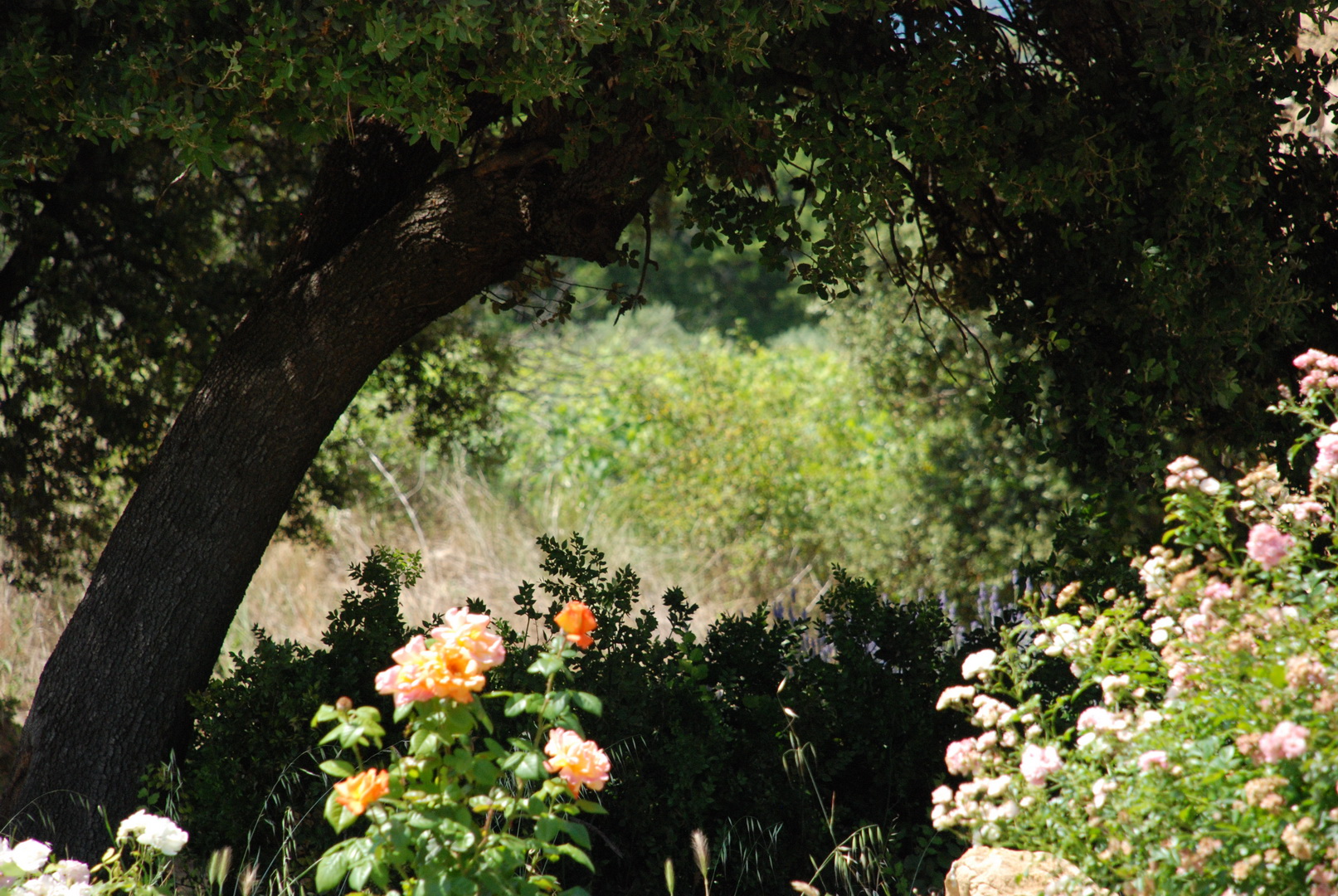 Roses et chênes au Domaine Les Perpetus