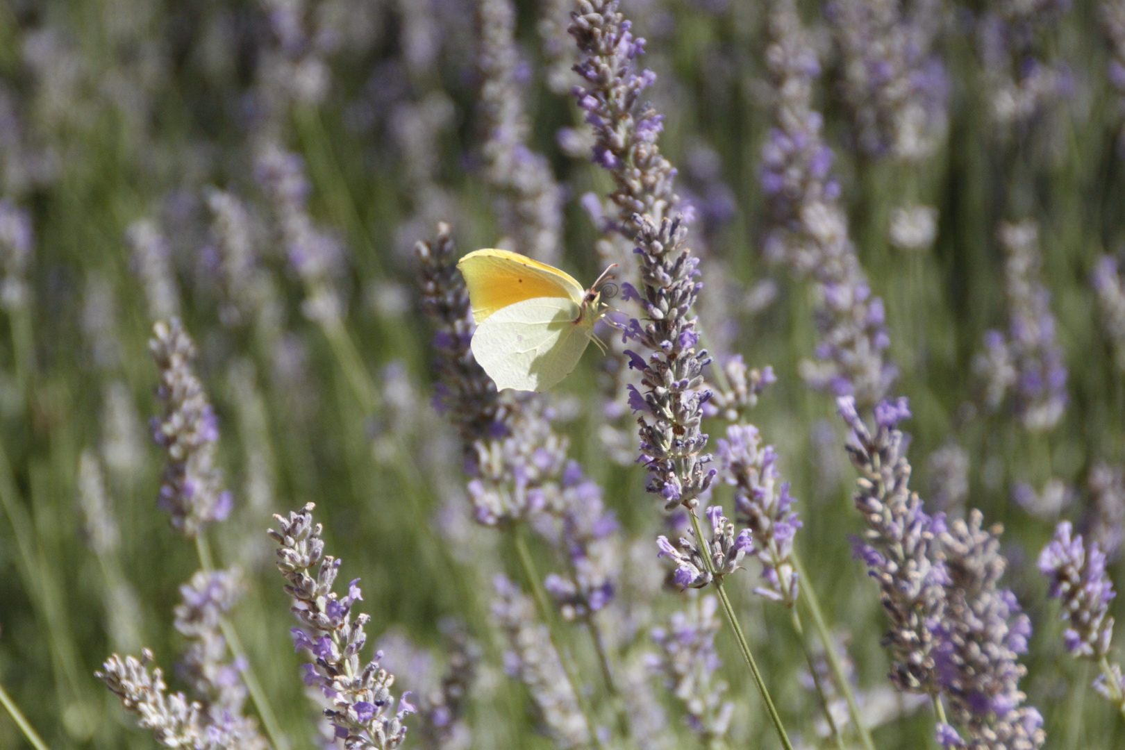 Tourisme en Luberon - Domaine Les Perpetus