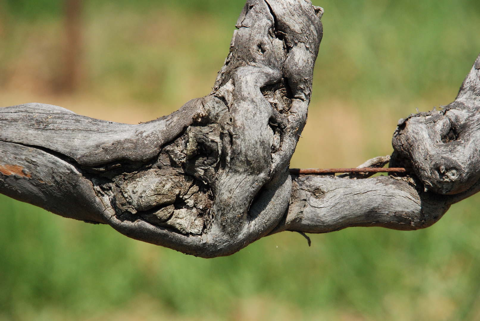 Vignoble AOP Luberon - Domaine Les Perpetus (2)