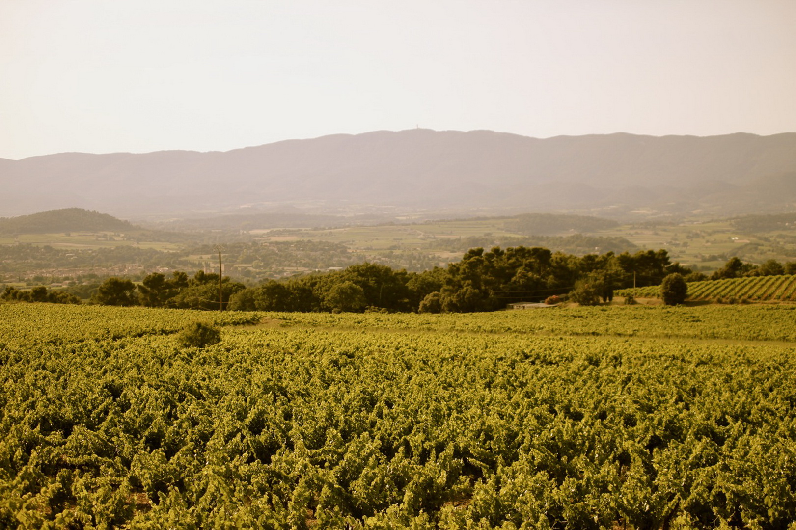 Vignoble AOP Luberon Domaine Les Perpetus