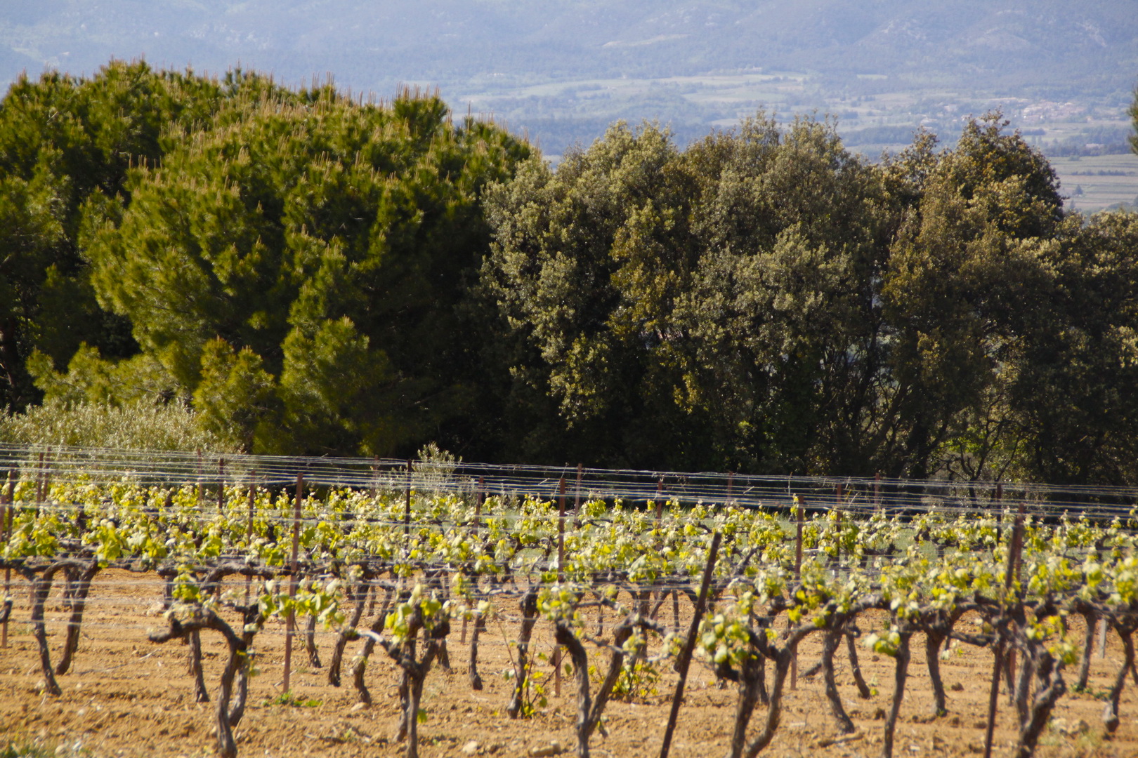 Vignoble en Provence - Domaine Les Perpetus 1