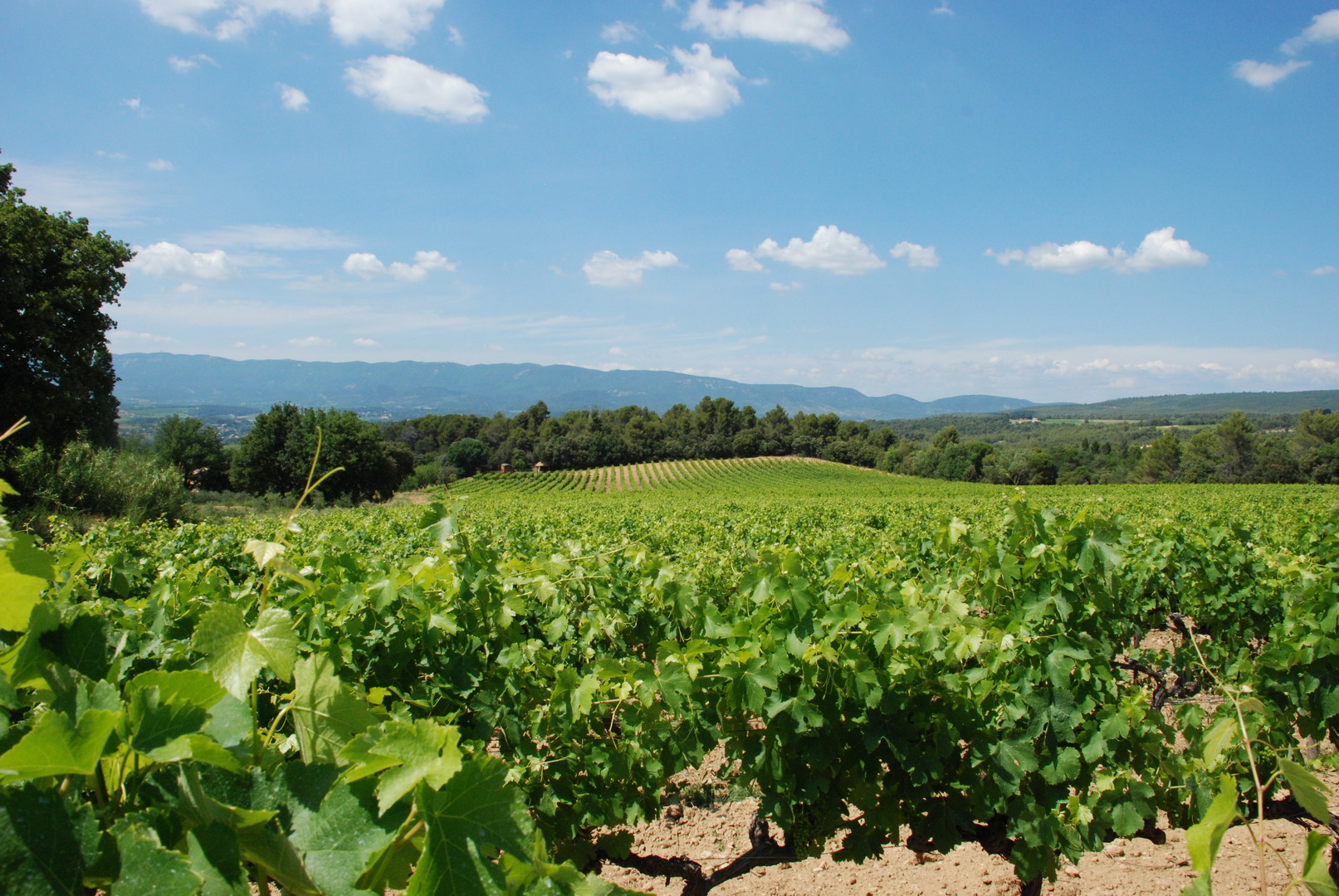 Vignoble en Provence - Domaine Les Perpetus