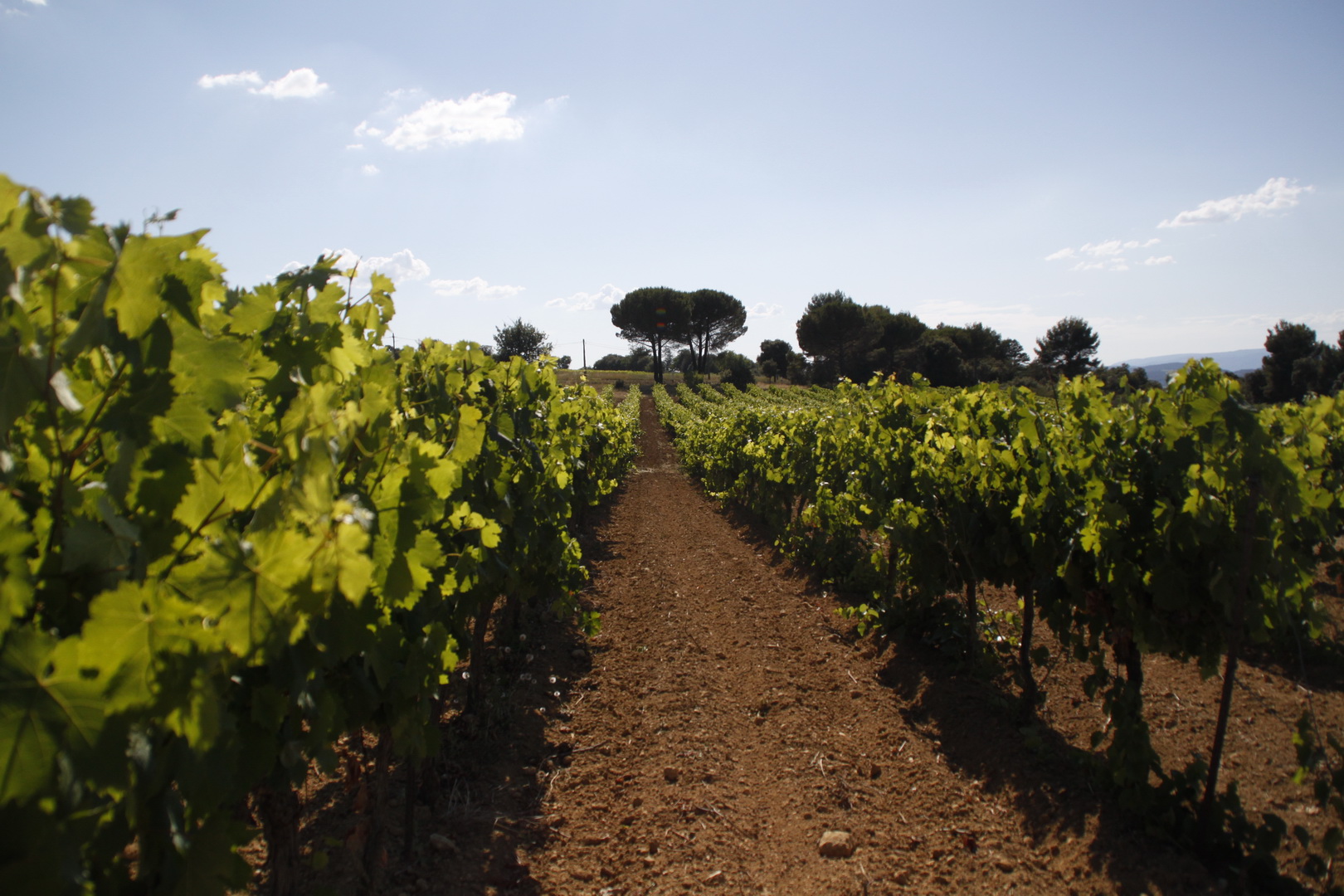 Vignoble en Provence - Domaine les Perpetus