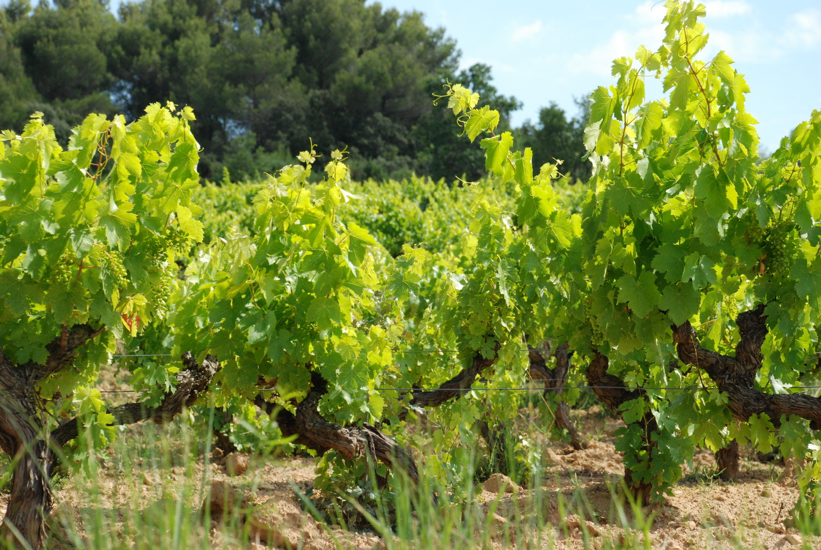 Vin bio au Domaine Les Perpetus