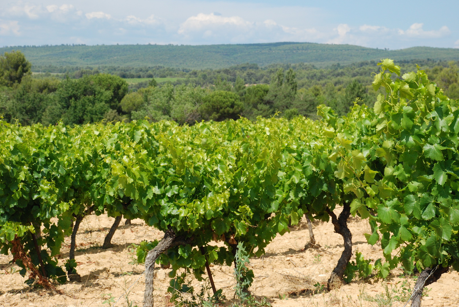 Vins AOP Luberon du Domaine Les Perpetus (3)